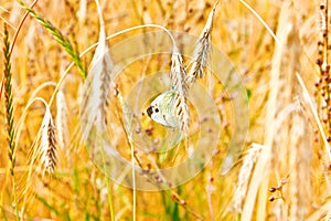 Close up of gold ripe wheat or rye ears against blue sky. Two butterfly lovers. Summer sunday. Selective focus