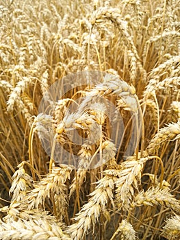 Close-up gold spikelets of wheat against background of yellow field. Wheat harvest. Macro shot wheat spikelets with copy space.