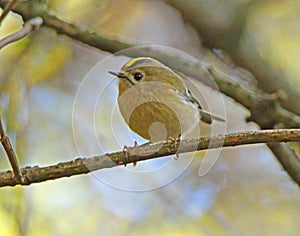 Close-up of goldcrest perching on a branch