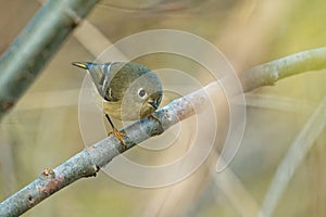 Close-up of a goldcrest (Regulus regulus) resting on a tree branch looking down