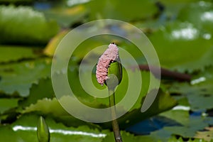 Close up of Golden Apple Snail eggs