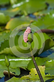 Close up of Golden Apple Snail eggs