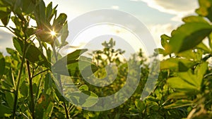 CLOSE UP: Golden autumn sunbeams shine on green crops swaying in the breeze.