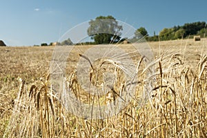 Close up of golden barley ears with background of field..