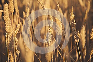 Close up golden barley field background. Agriculture, agronomy, industry concept