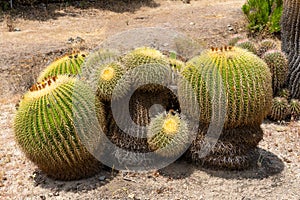 Close up Golden Barrel, cactus ball, Echinocactus Grusonii, Cactaceae