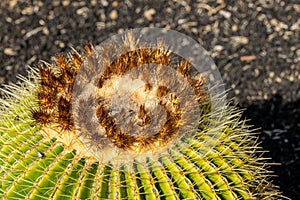 Close up of golden barrel cactus Echinocactus grusonii