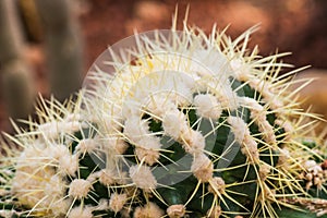 Close Up of Golden Barrel Cactus or Echinocactus grusonii Hildm