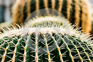 Close Up of Golden Barrel Cactus or Echinocactus grusonii Hildm