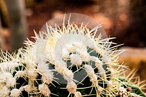 Close Up of Golden Barrel Cactus or Echinocactus grusonii Hildm