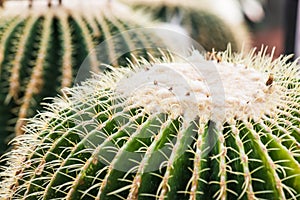 Close Up of Golden Barrel Cactus or Echinocactus grusonii Hildm