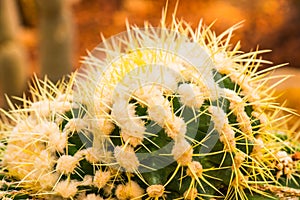 Close Up of Golden Barrel Cactus or Echinocactus grusonii Hildm