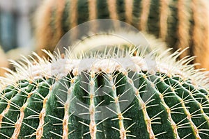 Close Up of Golden Barrel Cactus or Echinocactus grusonii Hildm