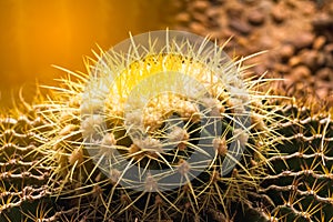 Close up golden barrel cactus in the garden with light rays