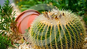 Close up of Golden Barrel cactus, golden ball plant in arid plants garden