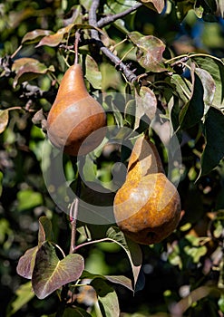 Close up of golden bosc pears on the tree, surrounded by purple, green, and yellow leaves