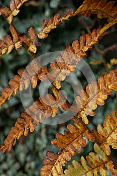 Autumnal colours of fern leaves Polypodiopsida Close up. photo