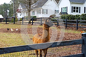 A close up of a golden brown llama on a farm with green grass and fallen autumn leaves in Marietta