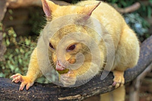 Golden brushtail possum