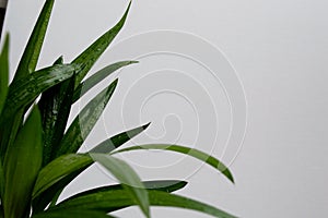 Close-up of golden cane palm