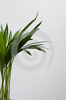 Close-up of golden cane palm