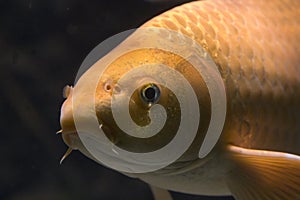 Close up of a Golden Carp