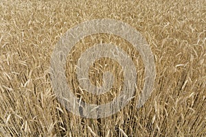 Close Up - golden Corn field - above view