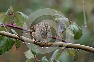 Close-up of a golden-crowned sparrow (Zonotrichia atricapilla)  resting on a tree on a rainy day