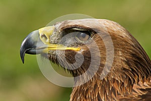 Close-up of golden eagle head with catchlight