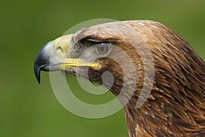 Close-up of golden eagle head looking left