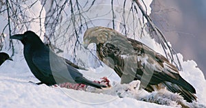 Close-up of golden eagle looking for enemies in the mountains at winter