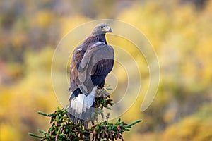 Close up golden eagle portrait at Denali National Park in Alaska