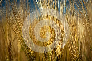 Close-up of golden ears of barley