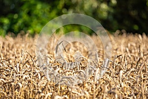 Close up of golden ears of ripe wheat ready for harvest.