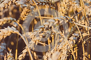 Close up of golden ears of wheat. Low saturation. Vintage look