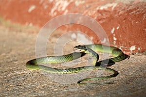 Close-Up Of Golden green snake is eating gecko on the ground