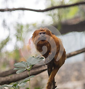 Close up Golden lion tamarin sitting on the tree branch, green l