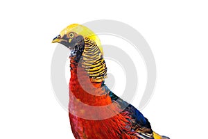 Close-up Golden pheasant bird red and yellow