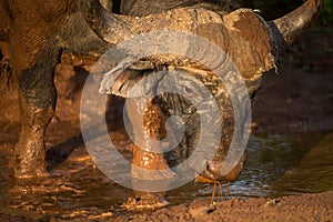 A close up golden portrait of a male cape buffalo bull