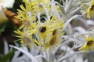 Close up of golden ragwort, also known as senecio nivea aureus or packera aurea , with its yellow flowers and silver leaves