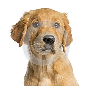 Close-up of a Golden Retreiver puppy photo