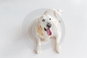 Close up of golden retriever dog lying on floor photo