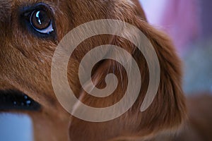 Close-up of a golden retriever dog's ear. Cleaning of ears and grooming visits.