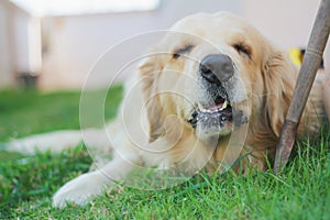 Close up of golden retriever dog sitting on the lawn