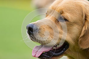 Close up from a Golden Retriever dog in the summer