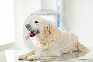 Close up of golden retriever dog at vet clinic