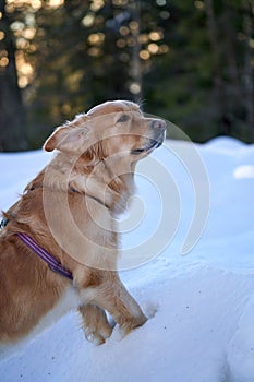 Close up of a golden retriever standing on snow