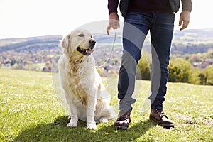 Close Up Of Golden Retriever On Walk In Countryside