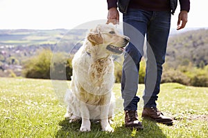 Close Up Of Golden Retriever On Walk In Countryside