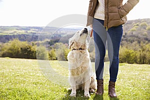 Close Up Of Golden Retriever On Walk In Countryside